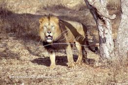 Image du Maroc Professionnelle de  MAX un jeune lion de l'atlas âgé de 7 ans effectue sa première sortie de cage depuis sa naissance au zoo de Témara près de Rabat. Mardi 27 Avril 1999. (Photo / Abdeljalil Bounhar) 